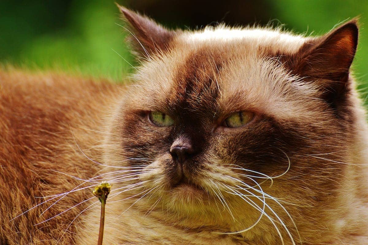 Quels aliments sont toxiques pour les chats Découvrez ceux à